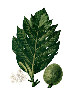 Artocarpus camansi Breadnut, Kamansi